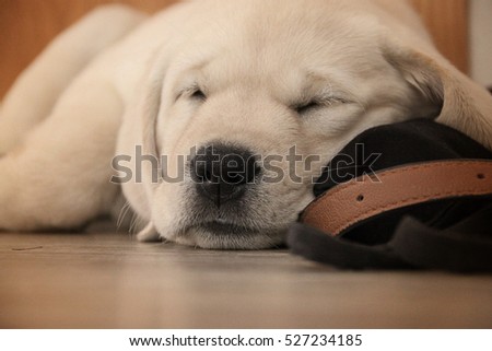 Cute Beige Little Baby Labrador Sleep Stock Photo Edit Now