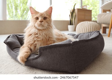 Cute beige Maine Coon cat lying in pet bed at home - Powered by Shutterstock