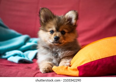 Cute Beige Puppy Spitz Pomeranian Papillon Dog Resting Stretching On A Red Couch