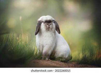 A cute beige rabbit with long dark ears and big eyes siting on the yellow sand among the green thickets against the backdrop of a bright summer landscape
