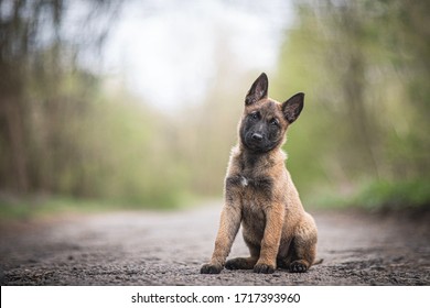 Cute Belgian Malinois Dog Puppy