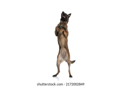 Cute Belgian Shepherd Guard Dog Looking Up And Standing On Back Legs In Front Of White Background In Studio