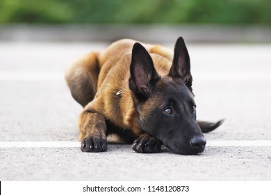 cute belgian malinois puppy