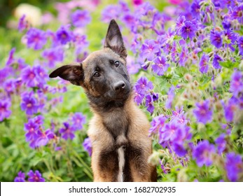 Cute Belgium Malinois Puppy In Flowers