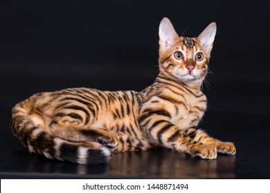Cute bengal cat.  Black background. very beautiful bengal cat plays. stands like a leopard.