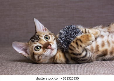 24,480 Cat playing with ball Images, Stock Photos & Vectors | Shutterstock