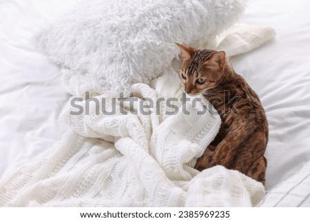 Cute Bengal cat lying on bed at home, space for text. Adorable pet
