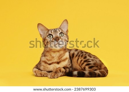 Cute Bengal cat on orange background. Adorable pet