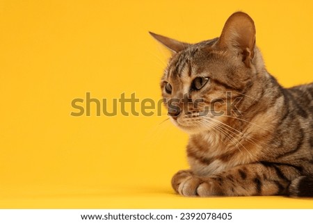 Cute Bengal cat on orange background, space for text. Adorable pet