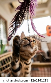 Cute Bengal Cat Playing With Toy