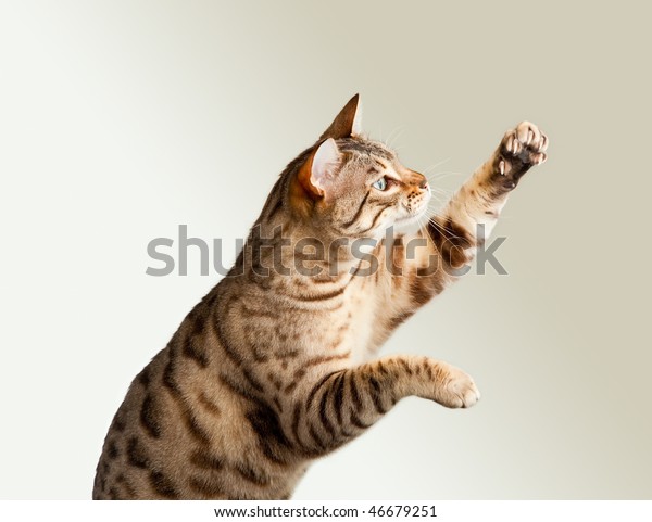 Bengal cat or kitten striking at an unseen object stock photo