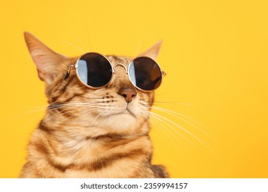 Cute Bengal cat in sunglasses on orange background, closeup. Space for text - Powered by Shutterstock