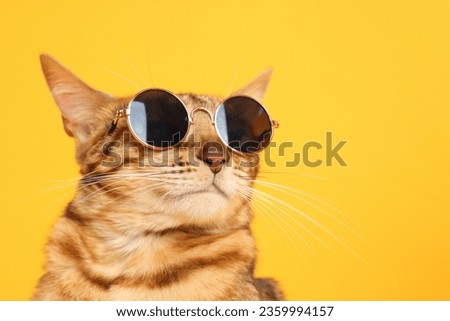 Cute Bengal cat in sunglasses on orange background, closeup. Space for text