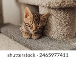 Cute bengal kitten sleeping on a soft cat