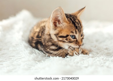 10,047 One month kitten Images, Stock Photos & Vectors | Shutterstock