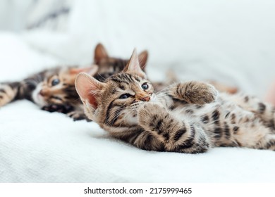 Cute bengal one month old kitten on the white fury blanket close-up. - Shutterstock ID 2175999465