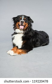 Cute Berner Sennen Dog Against Grey Background. Studio Shot.