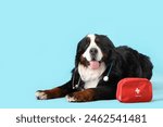 Cute Bernese mountain dog with first aid kit lying on blue background