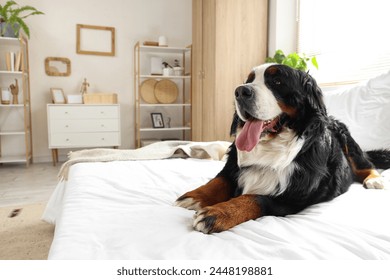 Cute Bernese mountain dog lying in bedroom - Powered by Shutterstock