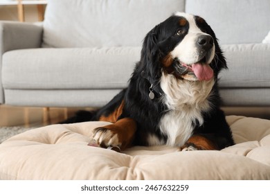 Cute Bernese mountain dog lying at home - Powered by Shutterstock