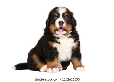 Royalty Free Bernese Mountain Dog Stock Images Photos Vectors