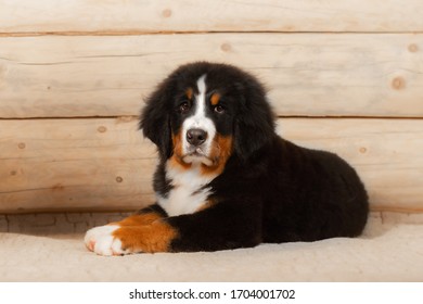 cute Bernese Mountain Dog puppy looking at the camera and smilingstudio photo on the background of logs and wood