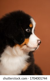 Cute Bernese Mountain Dog Puppy Looking At The Camera And Smilingstudio Photo On A Plain Background