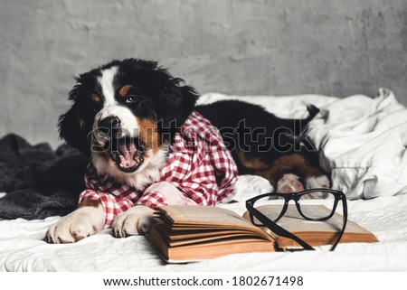 Cute Bernese Mountain Dog with red shirt on blanket with a book and glasses.