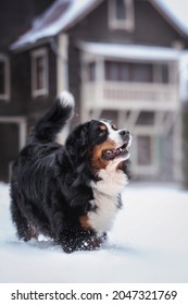 A Cute Bernese Mountain Dog Running Through Deep Snowdrifts And Looking Up Against A Foggy Winter Landscape. The Mouth Is Open. Wooden House On The Background. Snowflakes Fly