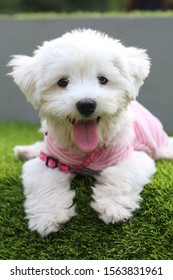 The Cute Bichon Frisé Dog