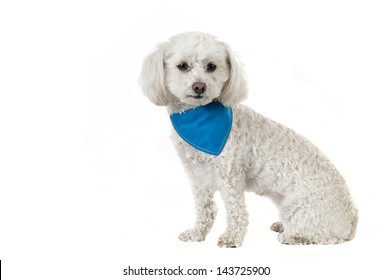 Cute Bichon Dog Isolated On A White Background Wearing A Blue Bandana