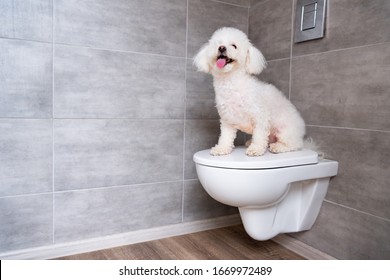 Cute bichon havanese dog sitting on closed toilet in bathroom