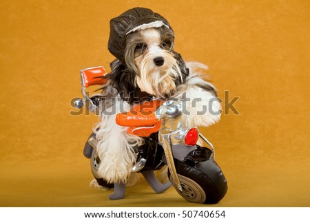Cute Biewer puppy on toy motorbike with leather outfit