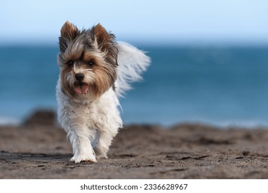 Cute Biewer Yorkshire Terrier puppy on the beach, sandy beach near wavy sea - Powered by Shutterstock