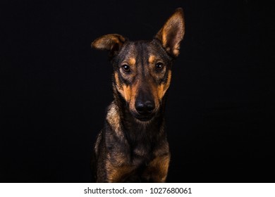 Cute Big Black Red Dog Sitting Stock Photo (Edit Now) 1027680133