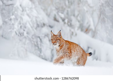 Cute Big Cat In Habitat, Cold Condition. Snowy Forest With Beautiful Animal Wild Lynx, Poland. Eurasian Lynx Running, Wild Cat In The Forest With Snow. Wildlife Scene From Winter Nature. 