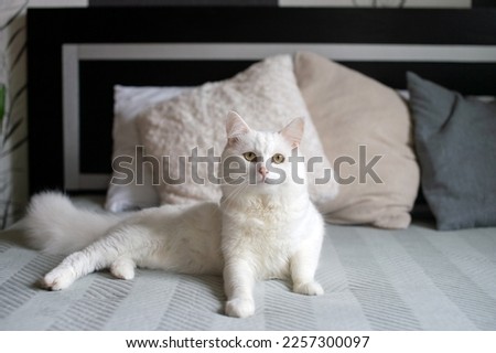Cute big white cat lying on a bed with pillows
