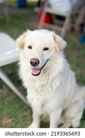 Cute Big White Dog With Fur