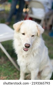 Cute Big White Dog With Fur