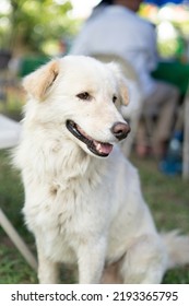 Cute Big White Dog With Fur