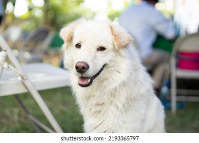 Cute Big White Dog With Fur