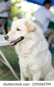 Cute Big White Dog With Fur