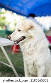 Cute Big White Dog With Fur