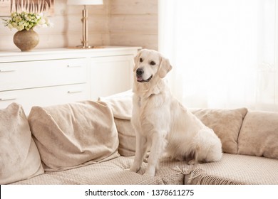 Cute Big White Dog Lies On A Sofa In A Cozy Country House And Looks Into The Camera. Concept Of Happy Pets