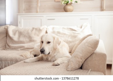 Cute Big White Dog Lies On A Sofa In A Cozy Country House And Looks Into The Camera. Concept Of Happy Pets