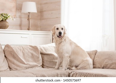 Cute Big White Dog Lies On A Sofa In A Cozy Country House And Looks Into The Camera. Concept Of Happy Pets