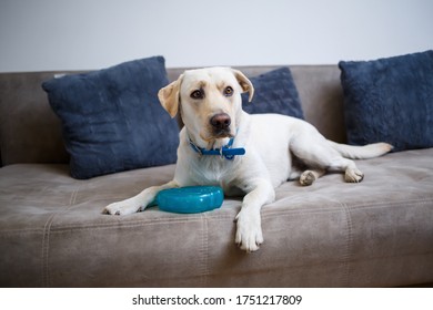 A Cute Big White Labrador Dog Is Lying On A Sofa In A Cozy Country House And Looking At The Camera. Happy Pets Concept