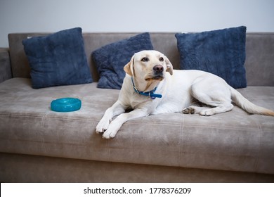 A Cute Big White Labrador Dog Is Lying On A Sofa In A Cozy Country House And Looking At The Camera. Happy Pets Concept