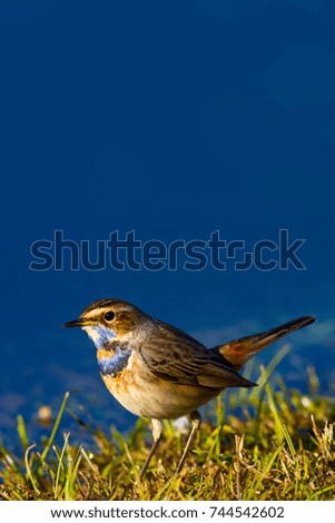 Similar – Bluethroat Biology