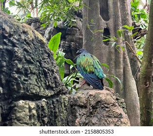 Cute Bird From Central Park Zoo